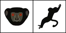 Schéma montrant la coloration typique du pelage de la tête (gauche) et du corps (droite) d'un Sifaka de Perrier.