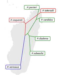 Cladogramme superposé à une carte de Madagascar.