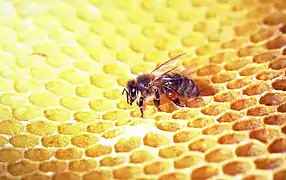 Abeille européenne aux corbeilles à pollen remplies de propolis.