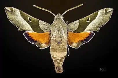Face dorsale du mâle(coll.MHNT)