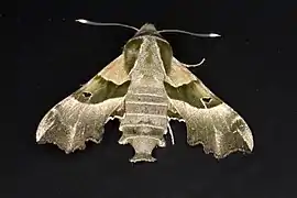 Sphingidae(Proserpinus proserpina)