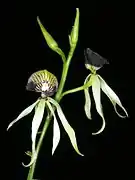 Prosthechea cochleata