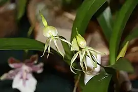 Prosthechea cochleata alba