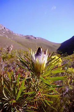 Description de l'image Protea longifolia (4).JPG.