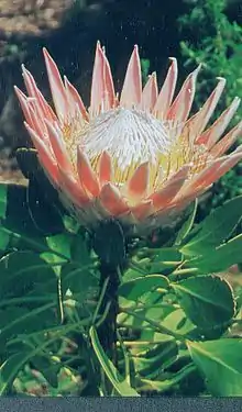La protea royale, emblème végétal du pays.