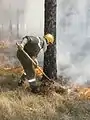 APFM protégeant un arbre en brûlage dirigé en Forêt Domaniale de Morières-Montrieux en 2006.