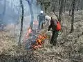 APFM protégeant les lisières d'un brûlage dirigé en forêt Domaniale de Morières-Montrieux en 2006.