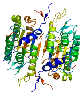 Image illustrative de l’article Caspase 2