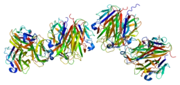 Image illustrative de l’article Ectodysplasine