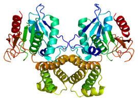 Image illustrative de l’article Acide gras synthase