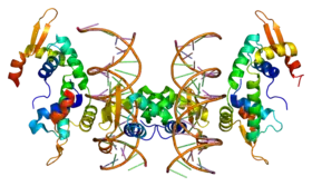 Image illustrative de l’article Protéine Forkhead-P2