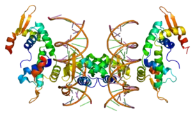 Protein FOXP2 PDB 2a07.png