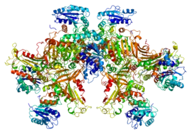 Image illustrative de l’article Glucose-6-phosphate déshydrogénase