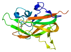 Image illustrative de l’article Neuropiline 1