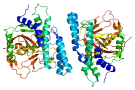 Image illustrative de l’article Poly(ADP-ribose) polymérase 1