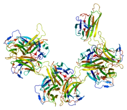 Image illustrative de l’article BAFF (cytokine)