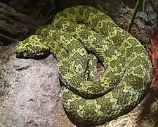 Protobothrops mangshanensis