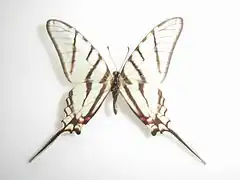 Description de l'image Protographium epidaus (Doubleday, 1846) Male.JPG.