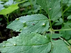 Vésicules sur une feuille d'Aegopodium podagraria.