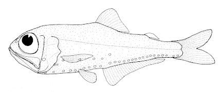 Protomyctophum subparallelum