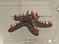 Spécimen naturalisé au Musée d'histoire naturelle de Londres.