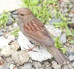 Photo couleur d'un oiseau roux et gris sur un sol pierreux parsemé de verdure.