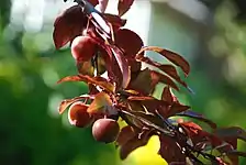 Prunier-cerise (Prunus cerasifera var. pissardii)