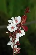 Fleurs, boutons et feuilles