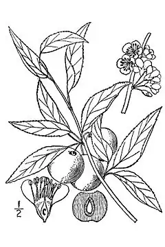 Description de l'image Prunus angustifolia.jpg.