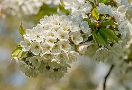 Fleurs du Prunus avium en Allemagne.