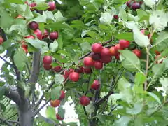 Branches portant des fruits