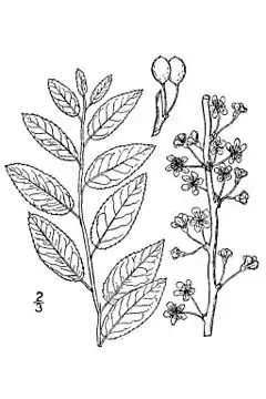 Description de l'image Prunus gracilis.jpg.