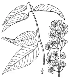 Description de l'image Prunus hortulana BB-1913.png.