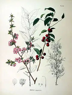 Description de l'image Prunus_japonica_SZ90.jpg.