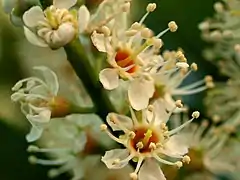 Réceptacle caliciflore de Prunus laurocerasus , en forme de coupe