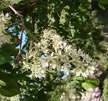 Abricotier de Mandchourie (prunus maackii), Jardin des Plantes, Paris