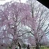 Cerisier au Banpaku Memorial Park (Osaka)