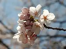 Fleur de Prunus serrulata ou cerisier du Japon.