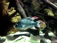 Ptychochromis insolitusLondon Zoo.