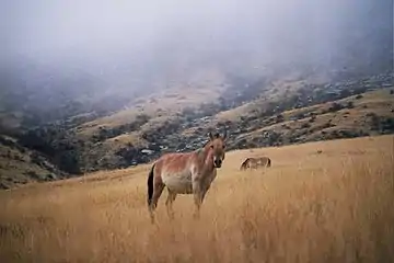 Le cheval de Przewalski réintroduit en Mongolie dans le parc national de Khustain Nuruu (en).