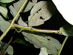 Description de l'image Psammodynastes pictus 30515432.jpg.