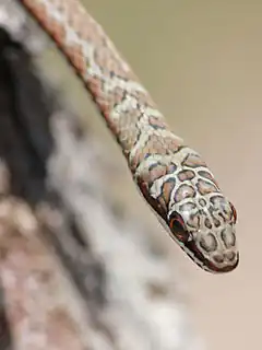 Description de l'image Psammophis subtaeniatus3.jpg.