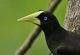 Vue détaillée de la tête d'un cassique huppé, où l'on peut voir les yeux bleues foncés de l'animal, ainsi que la forme atypique du bec blanchâtre qui remonte sur le dessus du crâne, et on peut aussi deviner sa fine crête