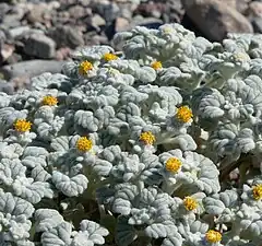 Psathyrotes ramosissima dans Death Valley.