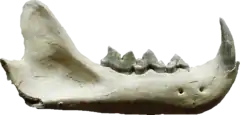 Description de l'image Pseudaelurus teeth.png.