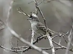 Description de l'image Pseudelaenia leucospodia - Gray-and-white Tyrannulet (cropped).jpg.