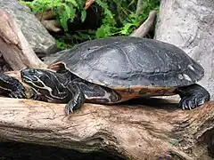 Description de l'image Pseudemys scripta scripta - Yellow-bellied slider 02.jpg.