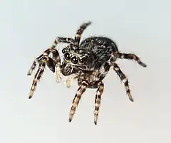 Araignée salticidae