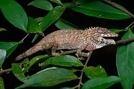 Description de l'image Pseudocalotes floweri, Flower’s long-headed lizard - Khao Khitchakut National Park (47144396302) by Rushen.jpg.