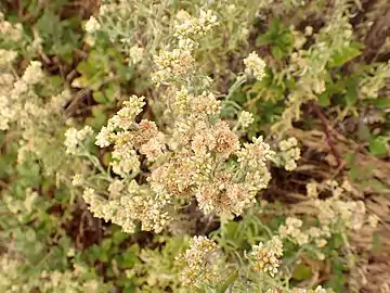 Inflorescence en corymbe de capitules.